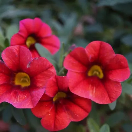 Rositas Gastehaus Im Meisterhof Homestay *