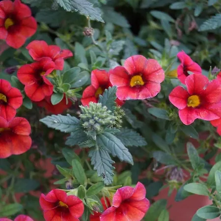 Rositas Gastehaus Im Meisterhof Homestay *